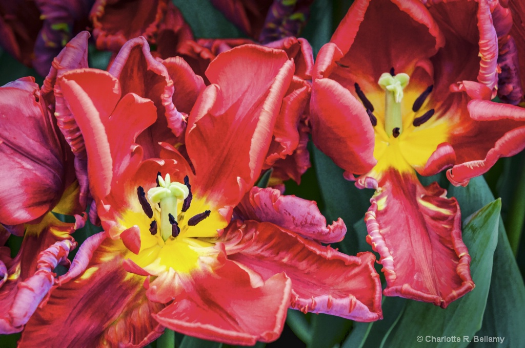 Red tulips wide open