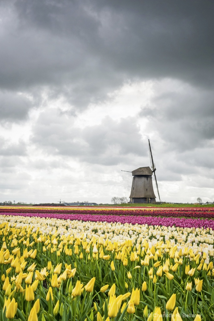 Dutch windmill in the tulips