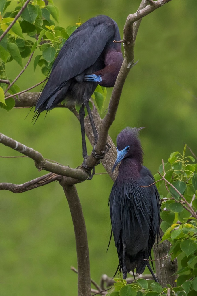 Pair of Little Blue Herons