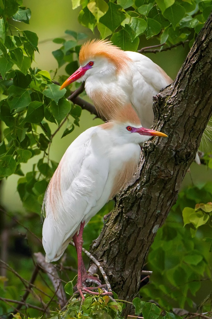 Colorful Cattle Egrets