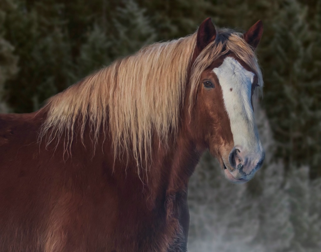 Portrait of a Belgian 