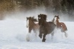 Horse Power
