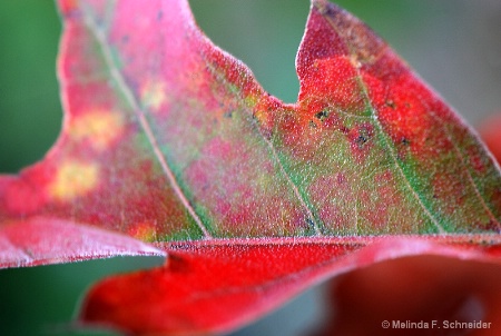 Frost on Autumn Leaf