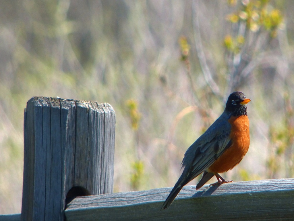 American Robin