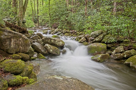 In the Smokies 