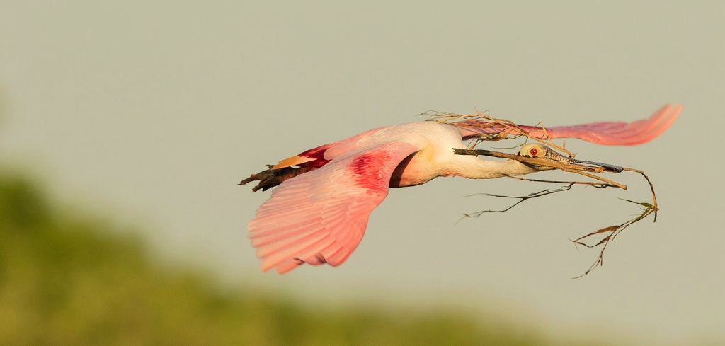 Roseate Spoonbill with Nesting Material