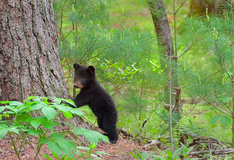 Bear Cub 3b - ID: 15137837 © Donald R. Curry