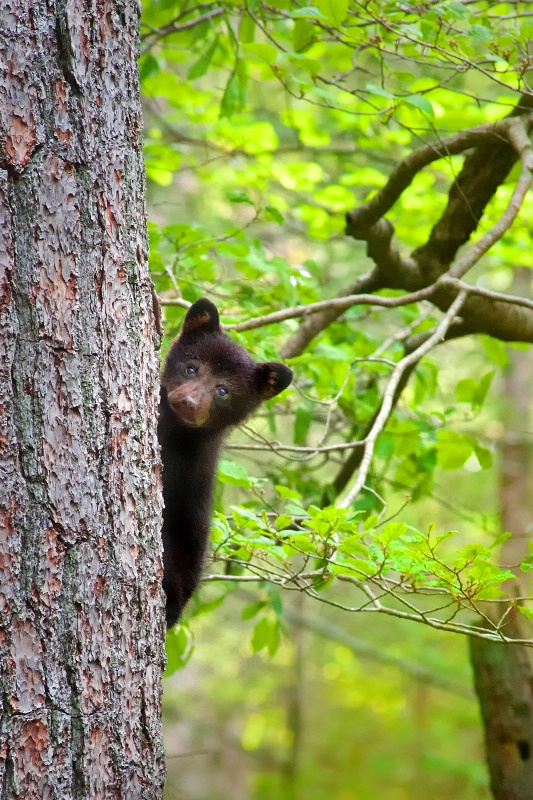 Bear Cub 5 - ID: 15137838 © Donald R. Curry