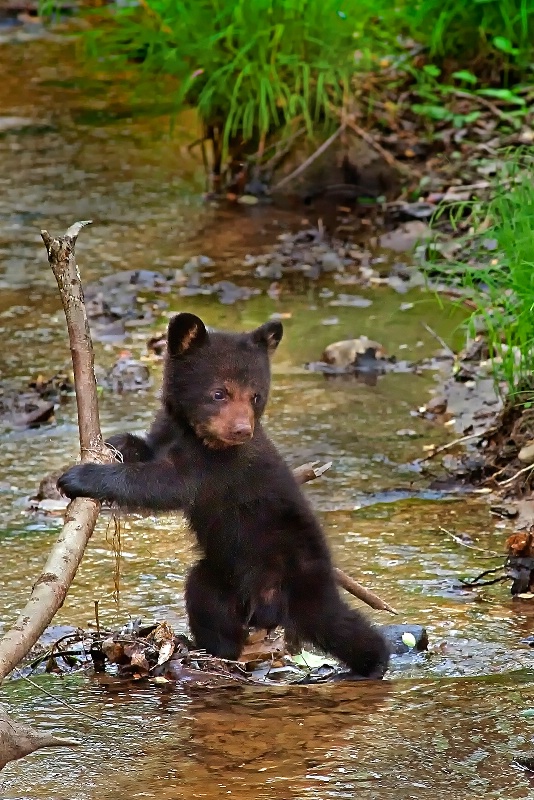 Bear Cub 7b - ID: 15137839 © Donald R. Curry