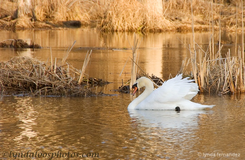Swan in Gold Marsh