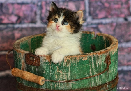 Calico in  Green Bucket