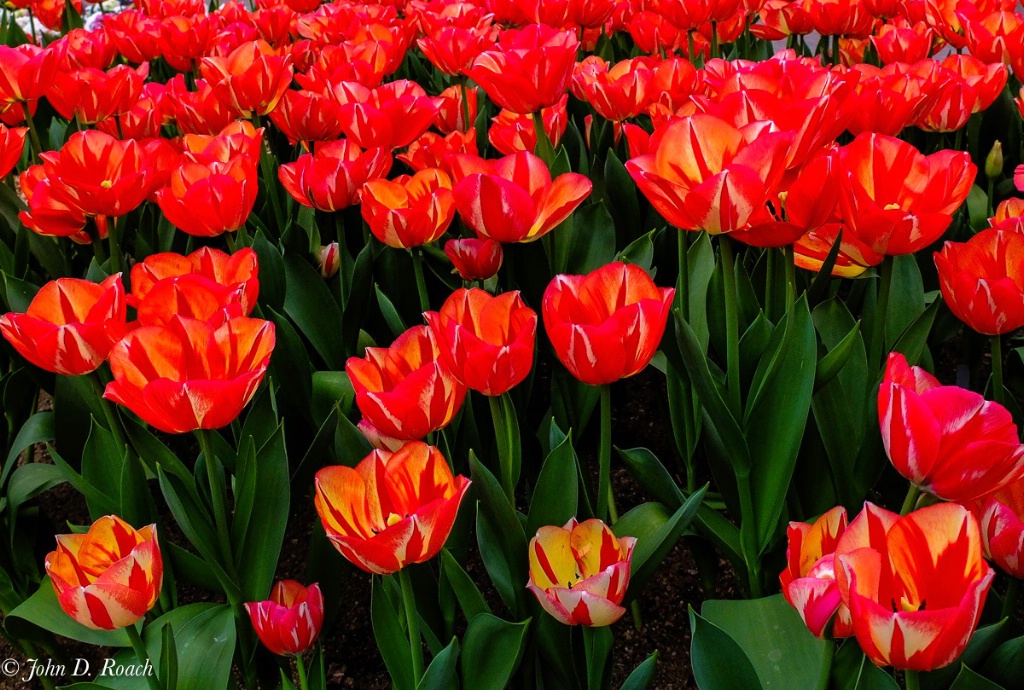 Tulips at the Domes