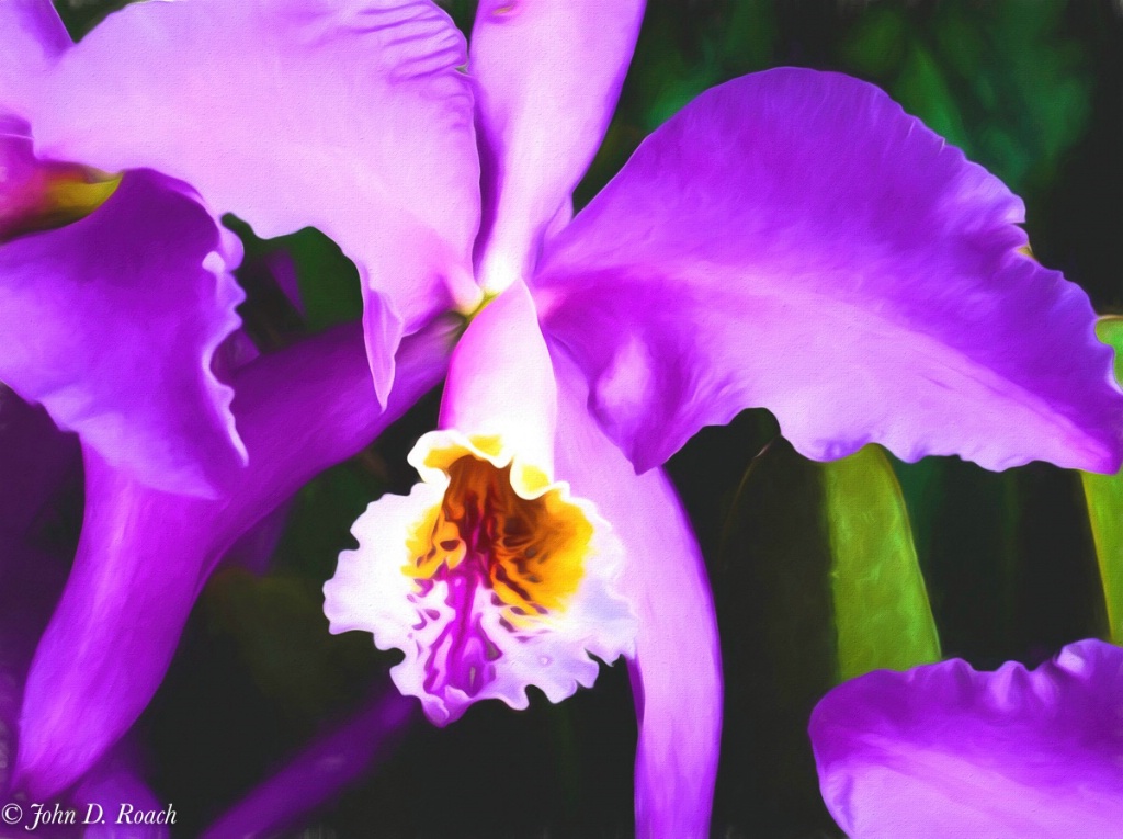 Orchid #1