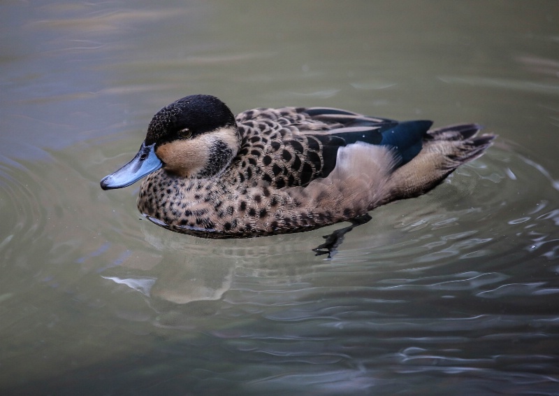 Hottentot Teal