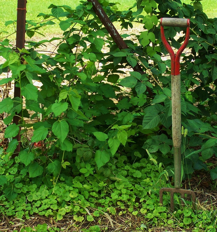 garden work