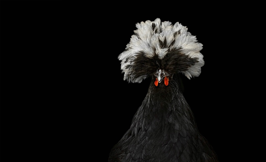 Haute Couture Chicken