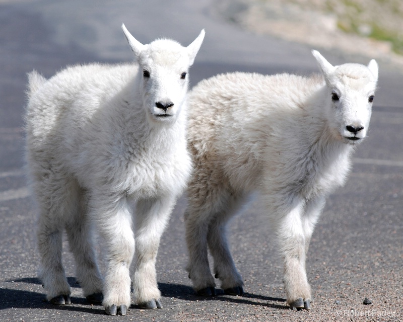 Goats in the Road