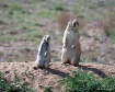 Prairie Dog Twins