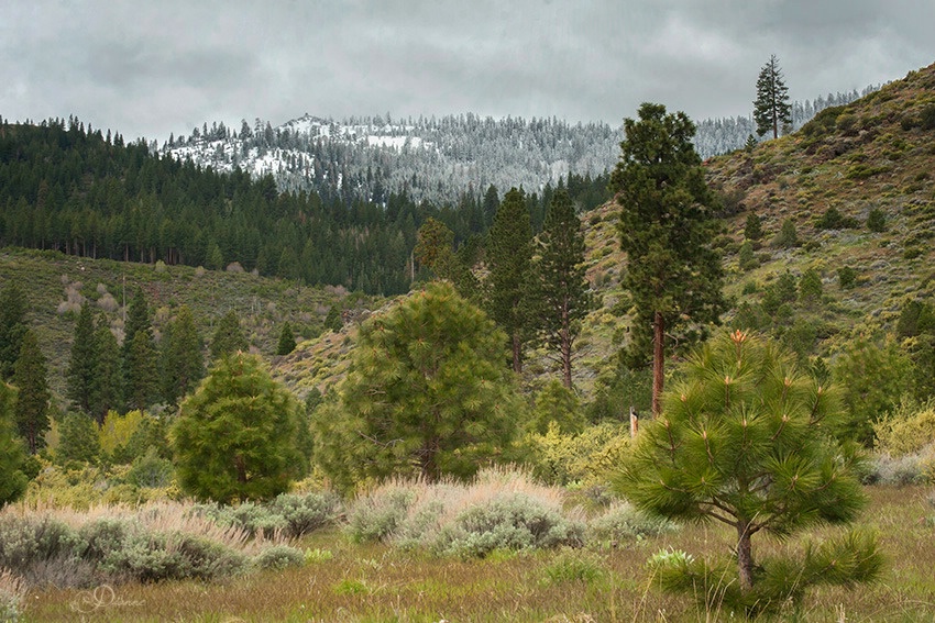 Spring Meadow To Mountain Snow