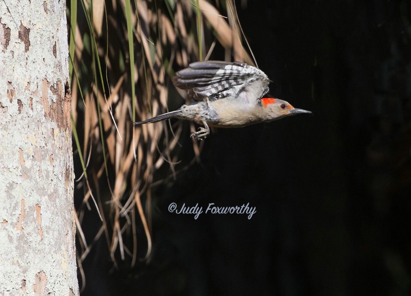 Red-bellied Woodpecker Leaving The Nest 