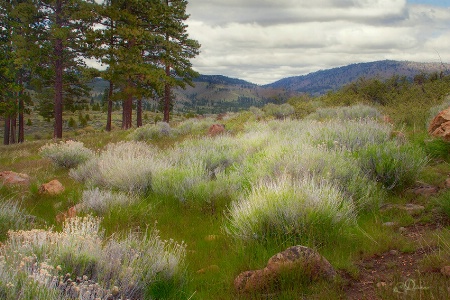 Spring Grasses