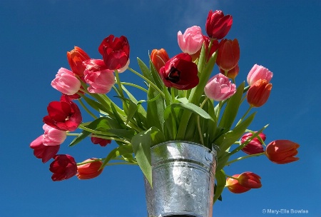 Sky Tulips
