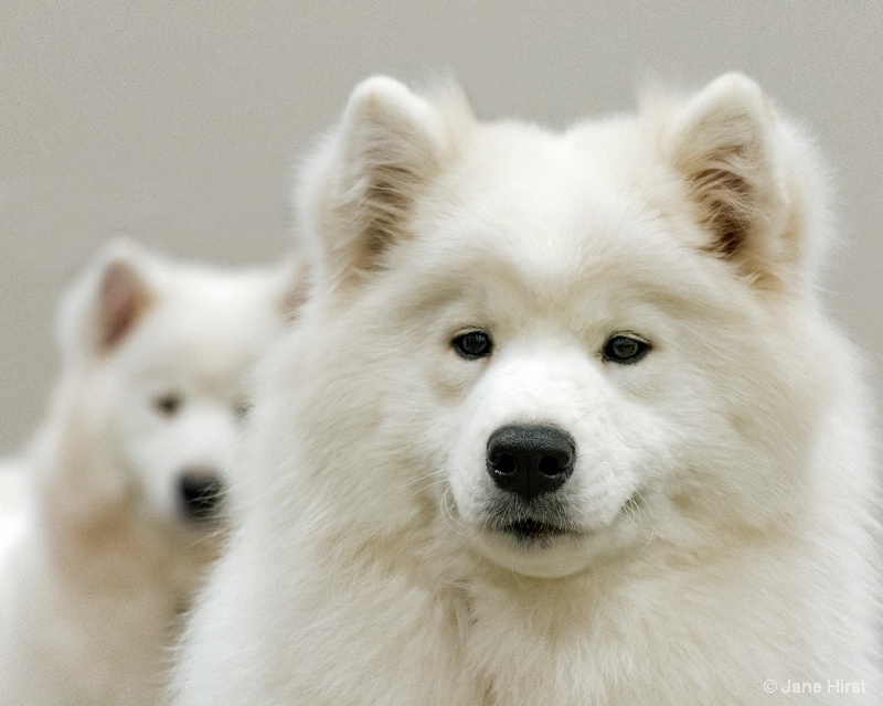 Samoyed Sisters