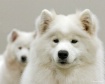 Samoyed Sisters