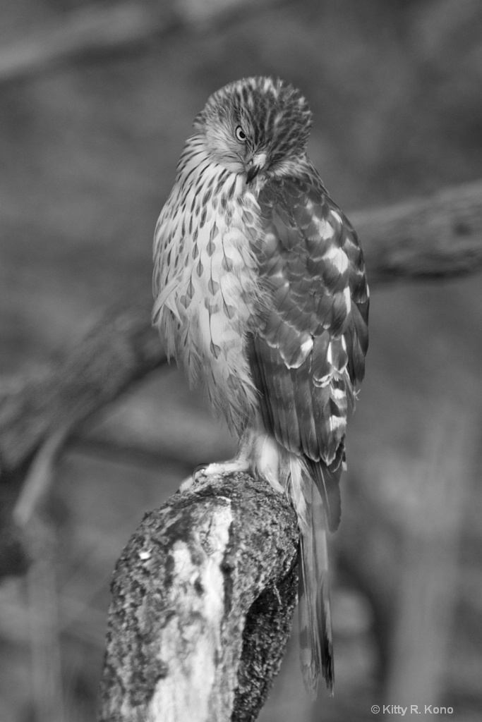 The Eye of the Cooper's Hawk