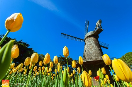 Spring Dutch Garden