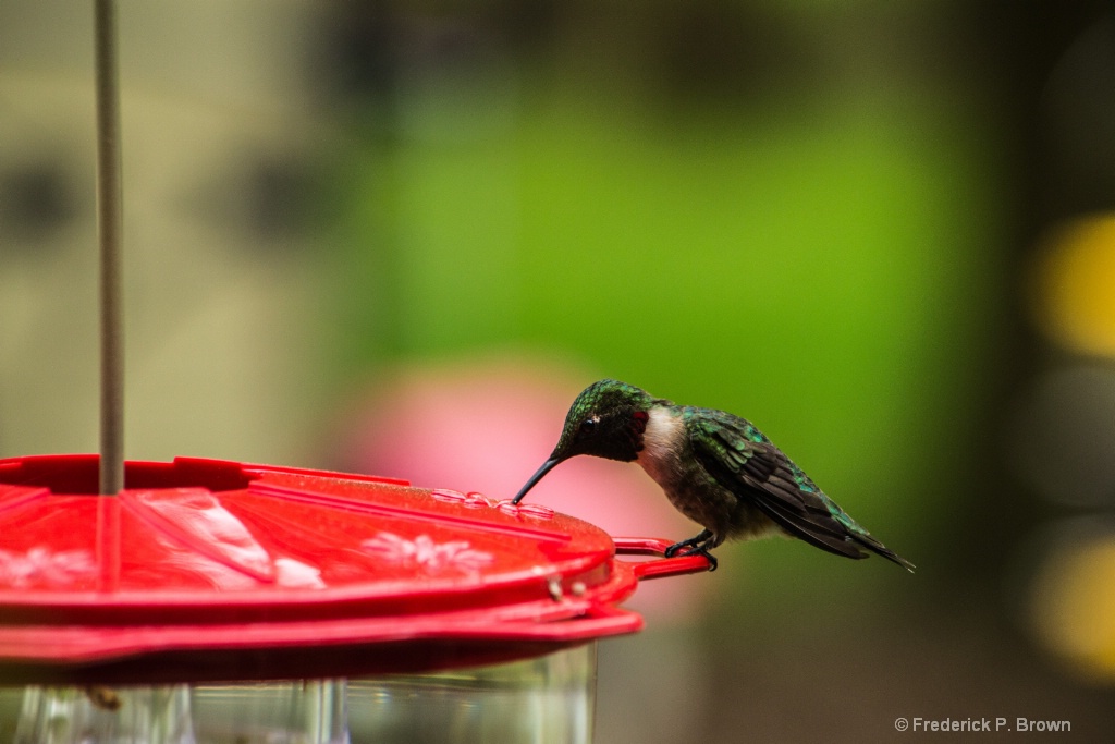 Ruby Throated Humming Bird-1-1