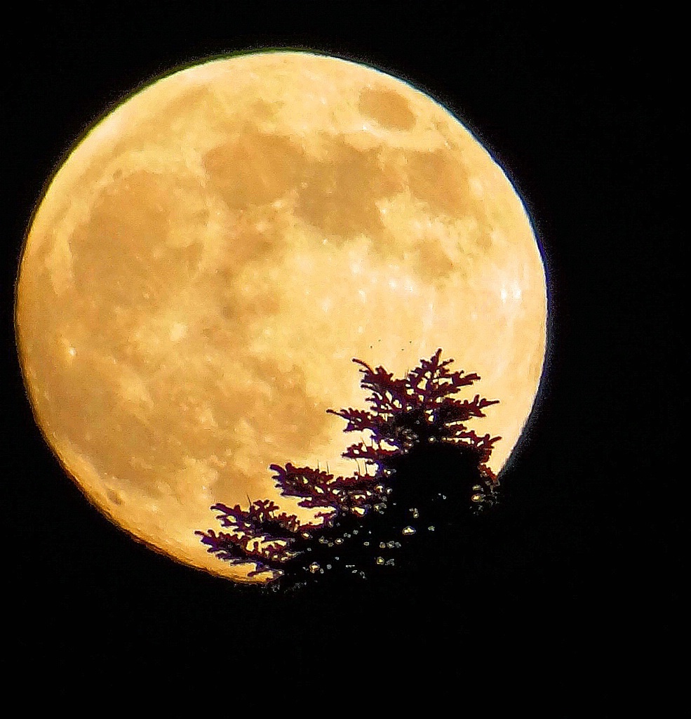 The moon behind a fir-tree.