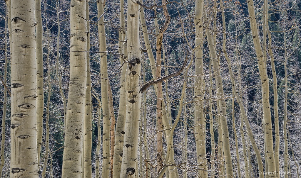 Aspen Eyes.JPG - ID: 15139377 © Annie Katz