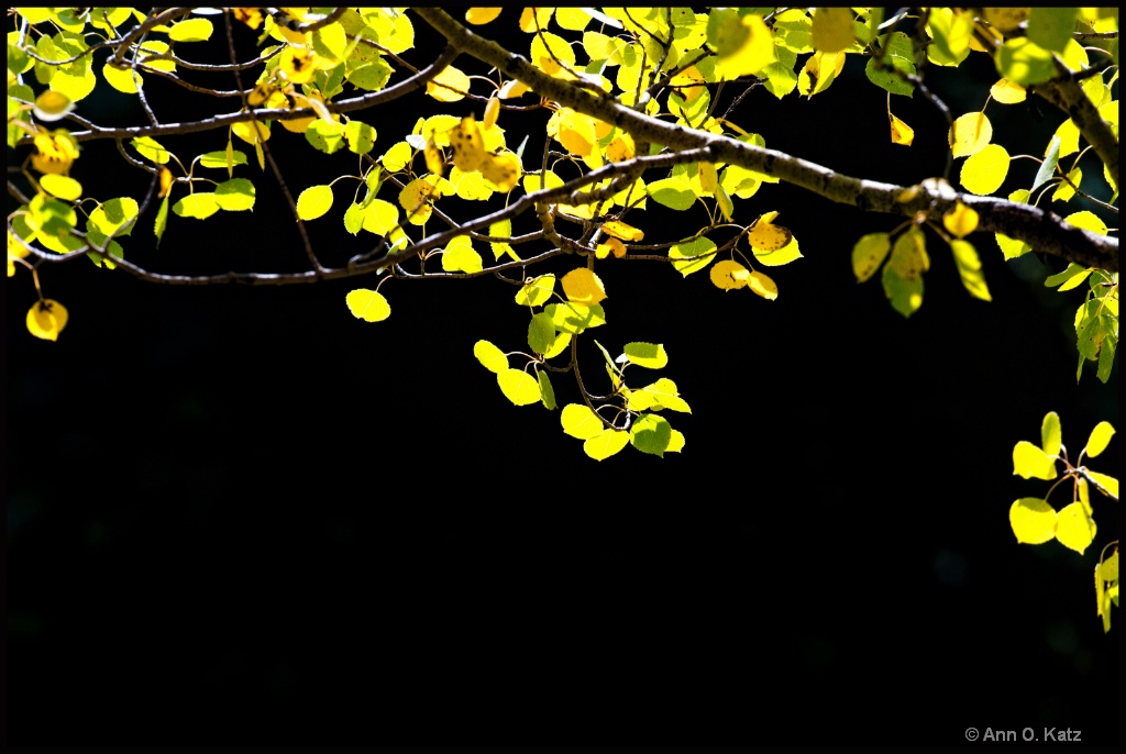 Yellow Leaves.JPG - ID: 15139388 © Annie Katz