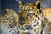 Leopard collage  