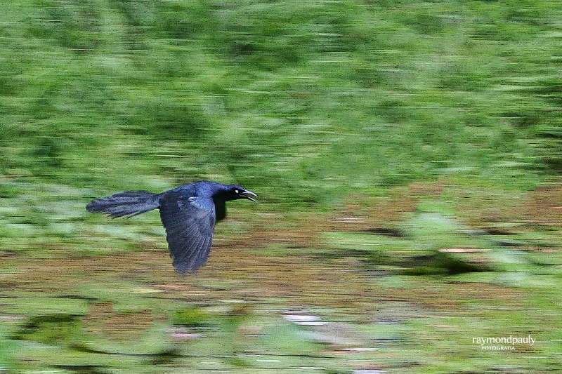 Great-tailed Grackle in Flight