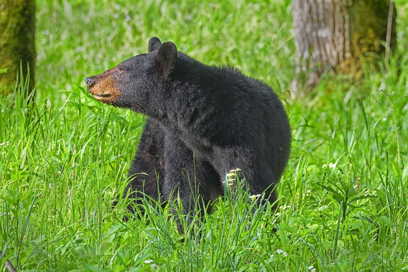 Bear 20 - ID: 15139694 © Donald R. Curry