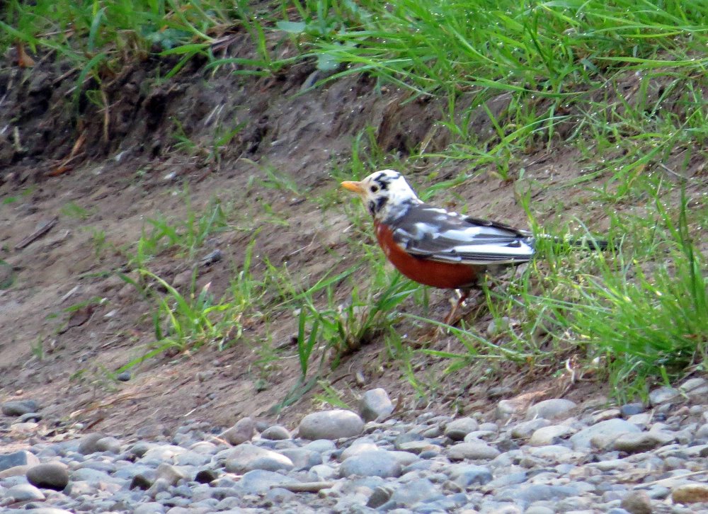 Leucistic American Robin - ID: 15139737 © John Tubbs