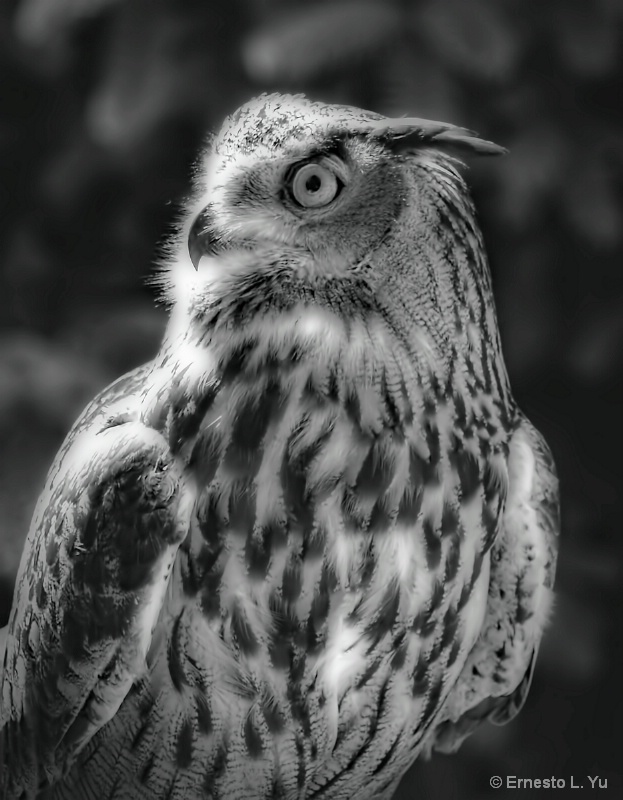 Owl in Monochrome