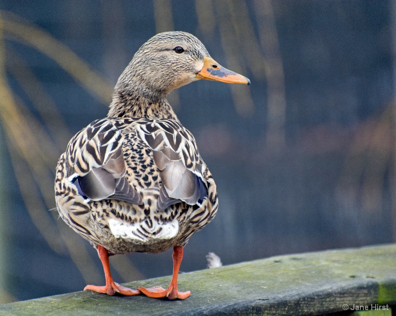 Bay Beach Mallard Hen