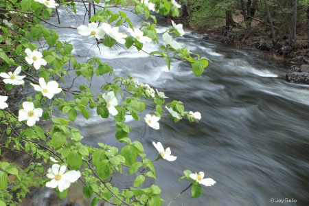 View from the Pohono Bridge