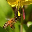 Honey Bee and Tro...