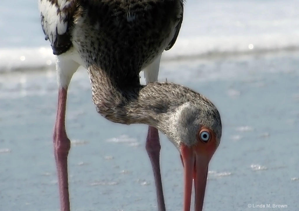 Captiva Clam Digger