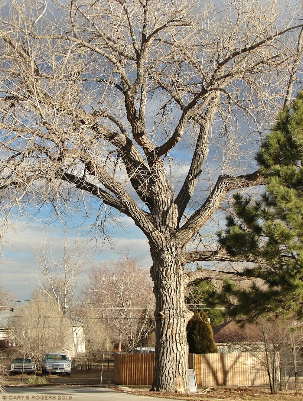 Cottonwood Tree at the End of the Street
