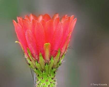 Cactus Flower