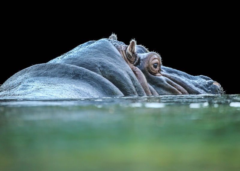 “Hippo” up close and personal