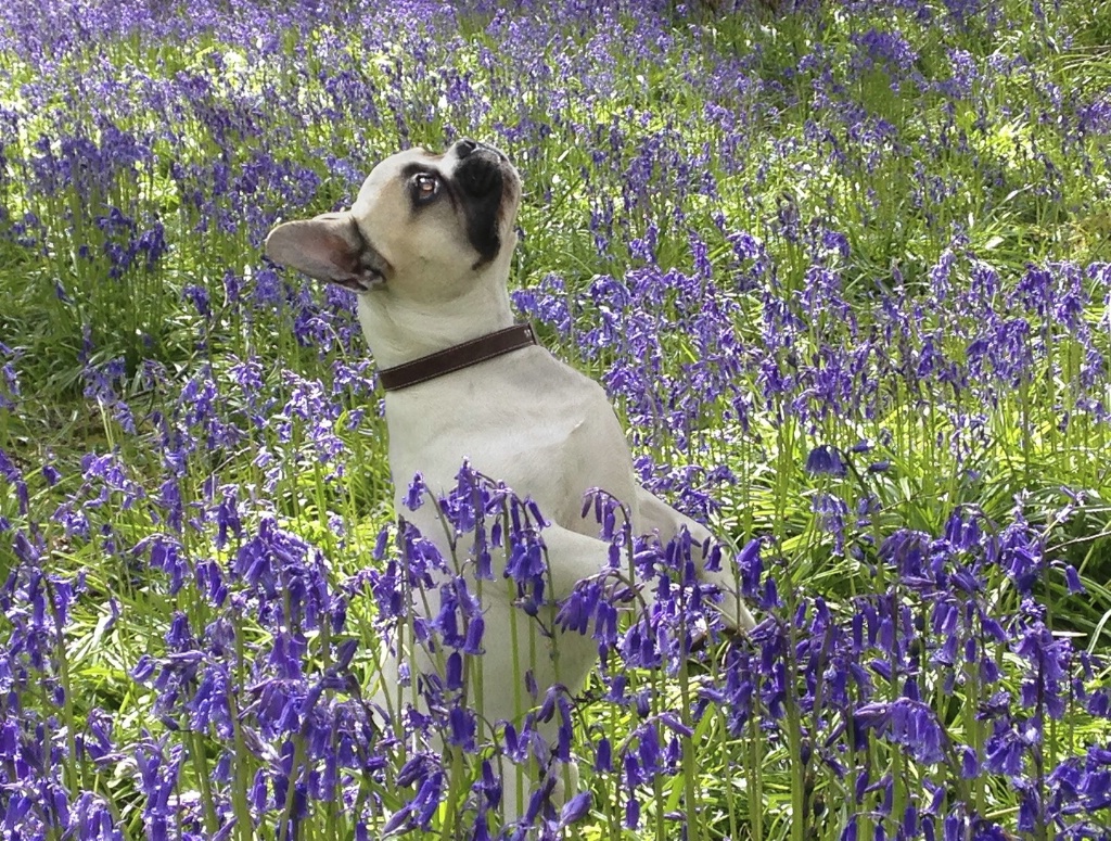 Archie in the Bluebells