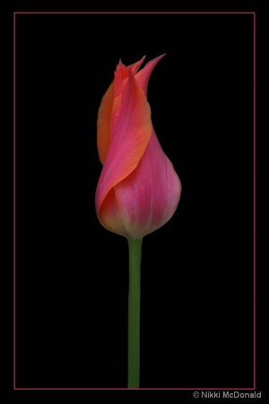 Tulip Perestroyka