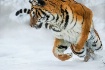 Pounce
