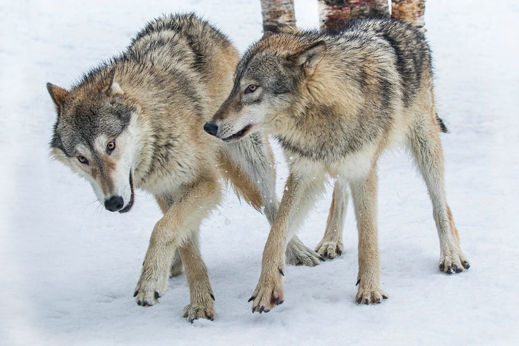 Timber Wolves